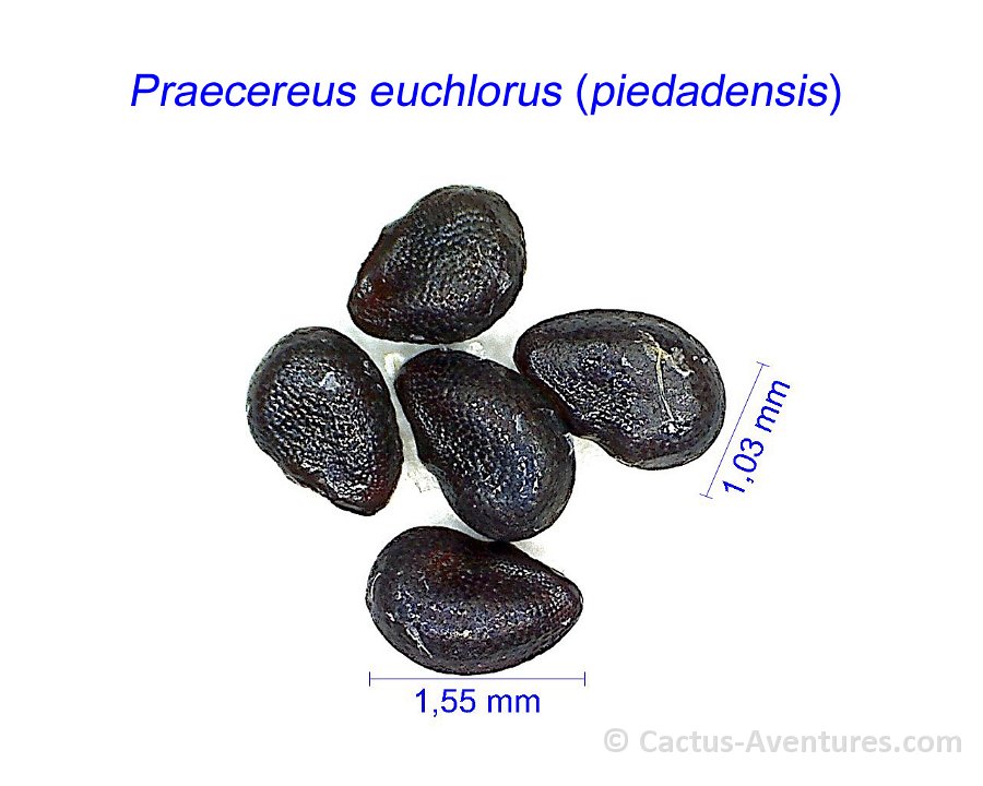 Praecereus euchlorus (piedadensis) AH.jpg1